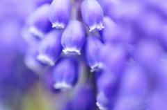 Muscari neglectum