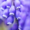 Muscari neglectum