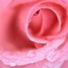 Sweet perfume