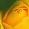 Entrust 