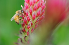 蜜と蜂