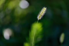 Setaria viridis