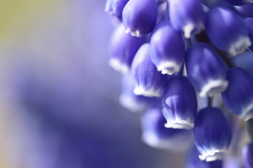 Grape hyacinth 