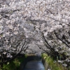 full bloom