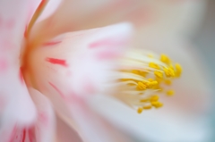 椿