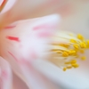 椿