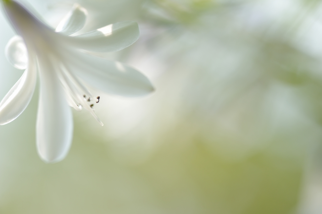 agape anthosⅢ