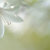 agape anthosⅢ