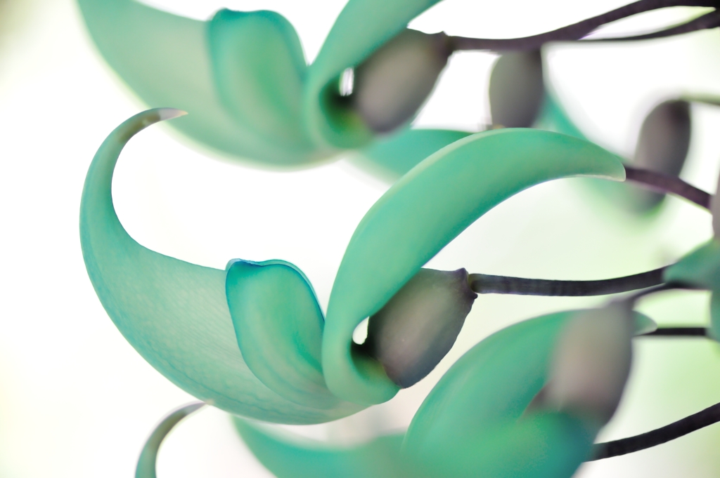 Jade vine
