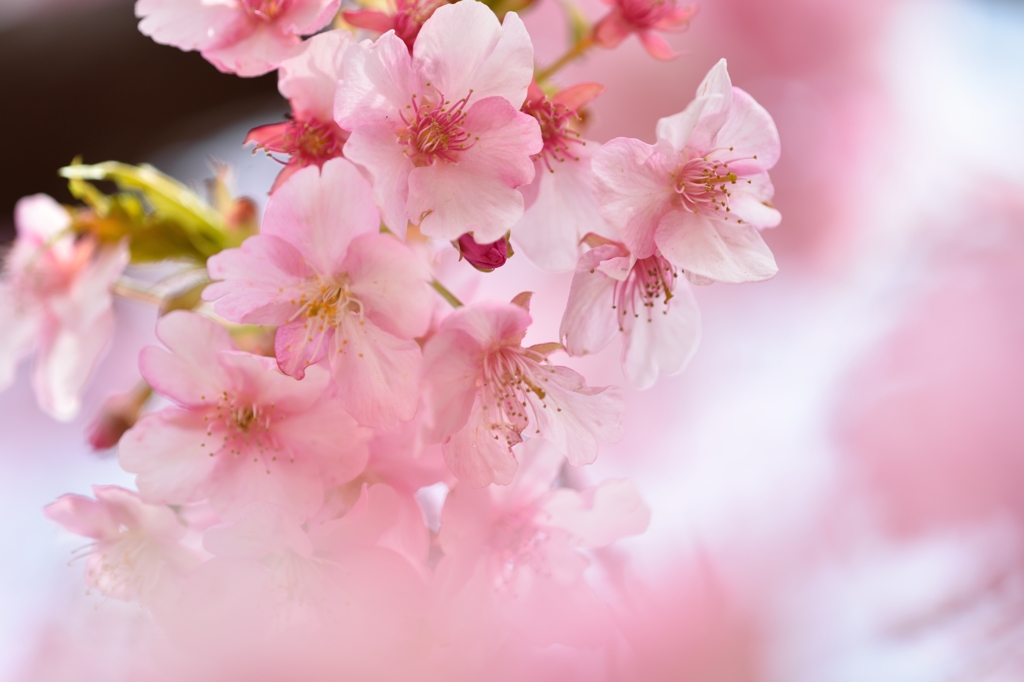 Softly