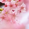 Softly
