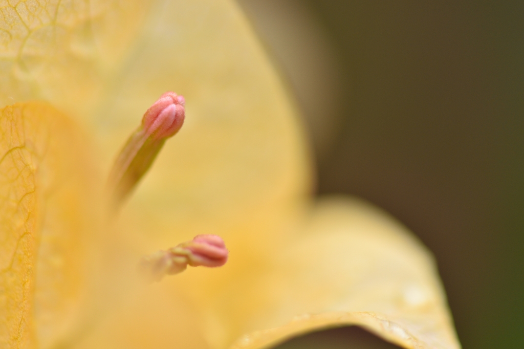 Harmony