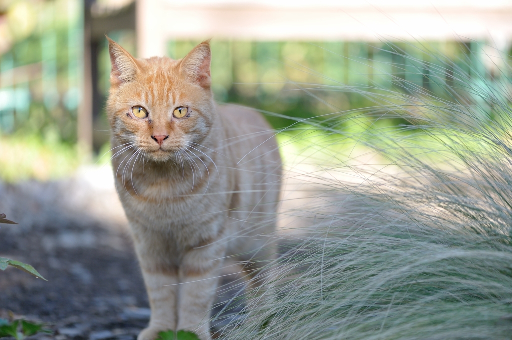 stray cat