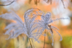 Japanese pampas grass