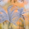 Japanese pampas grass