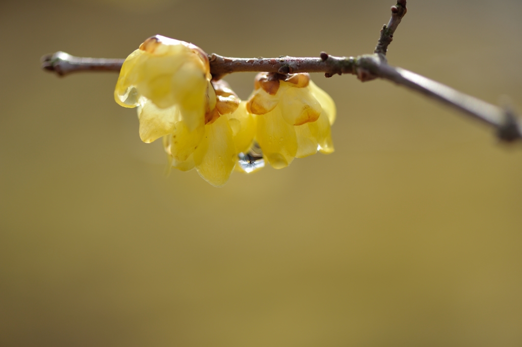 drop of water