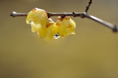 drop of water