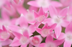 甘花