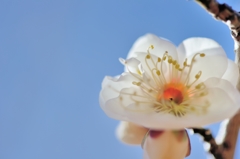 smell sweet