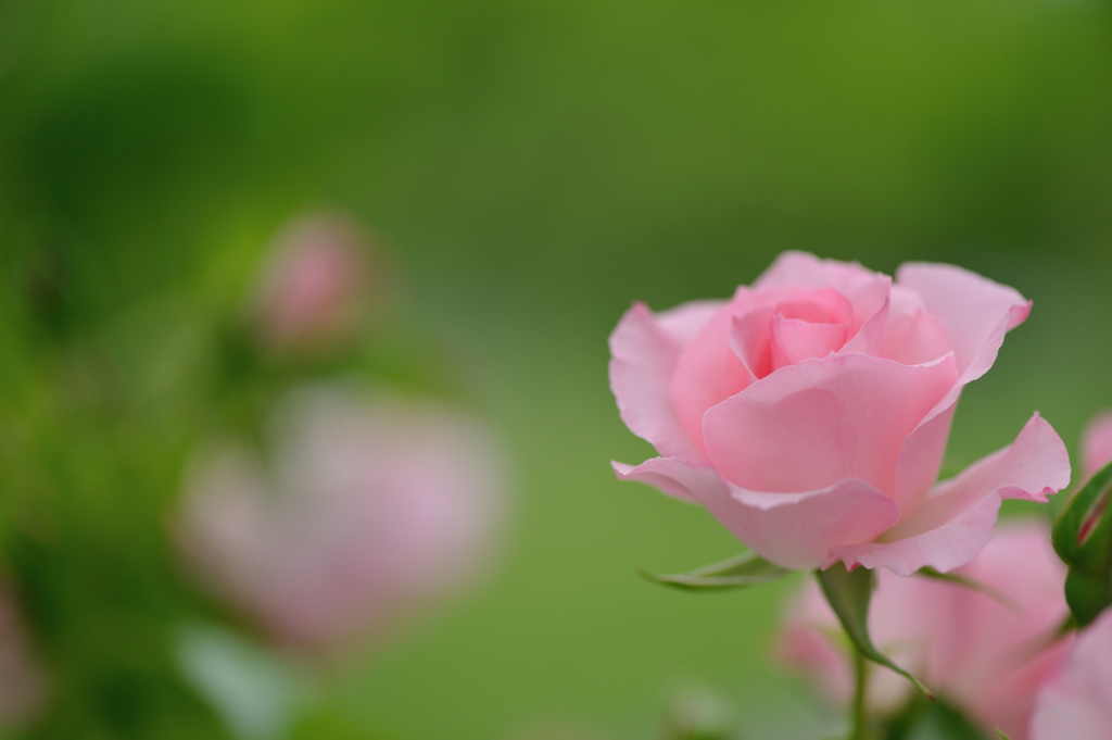 pink rose