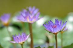 Egyptian Blue Water Lily