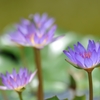 Egyptian Blue Water Lily