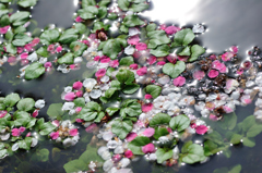 みず花