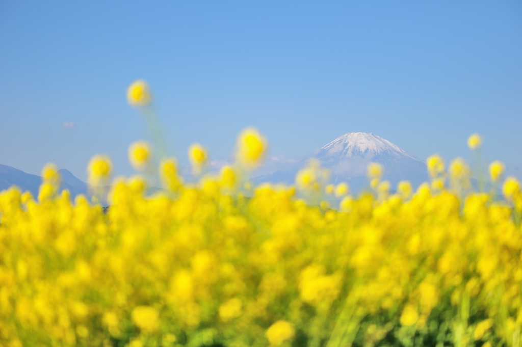rapeseed blossom