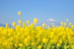 rapeseed blossom