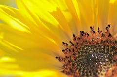 sun flower