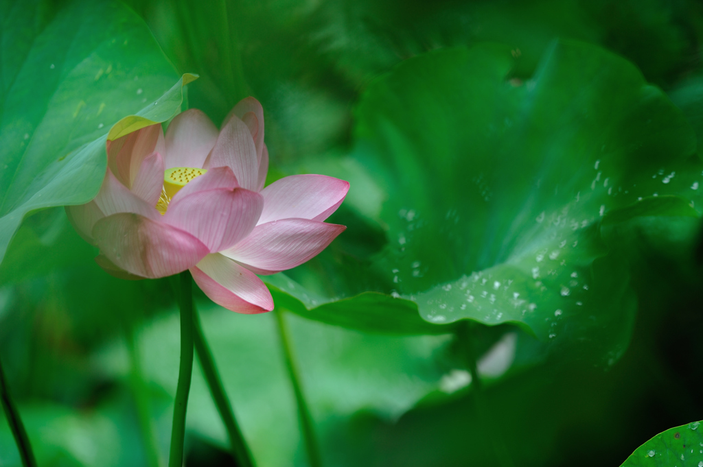 水芙蓉