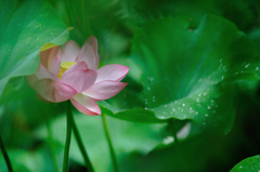 水芙蓉