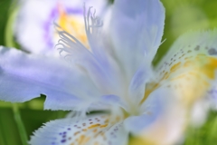 Crested iris