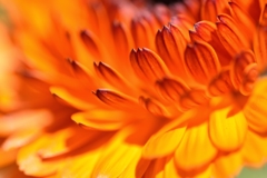 Calendula