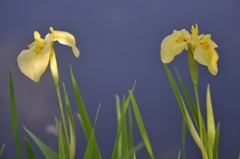 Acorus calamus