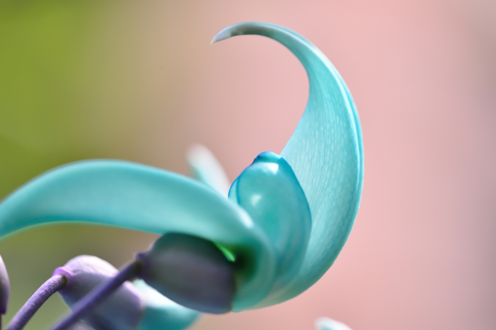 Jade Vine 