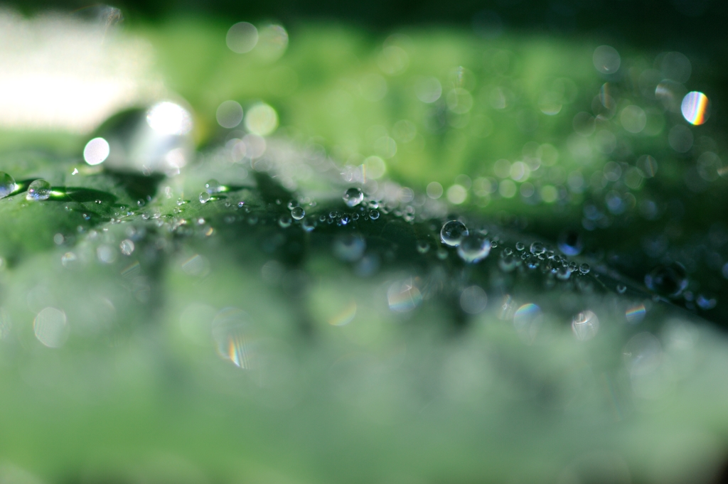 雨からの贈り物