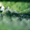 雨からの贈り物
