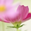 Cosmos power