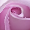 Pale purple 
