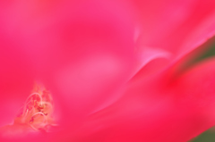 薔薇の秘密