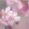 河津桜