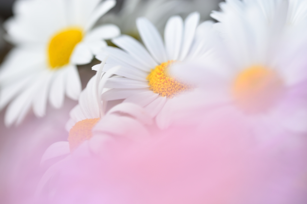 Innocence of