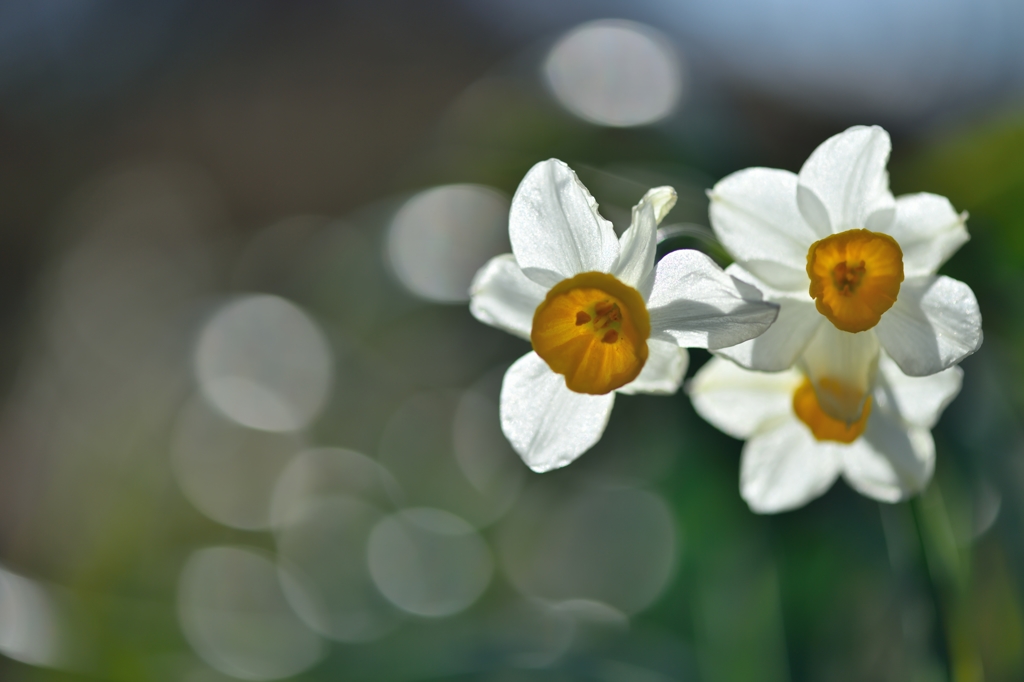 Subjected to light