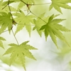Fresh green