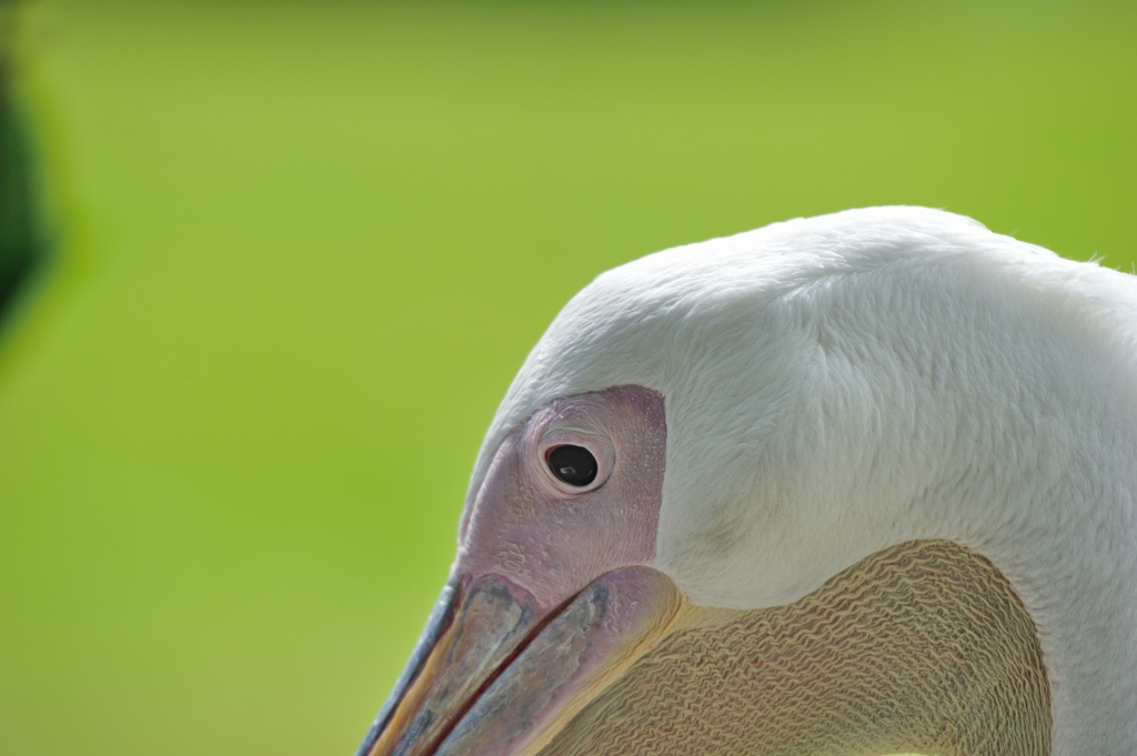 pelican