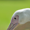 pelican