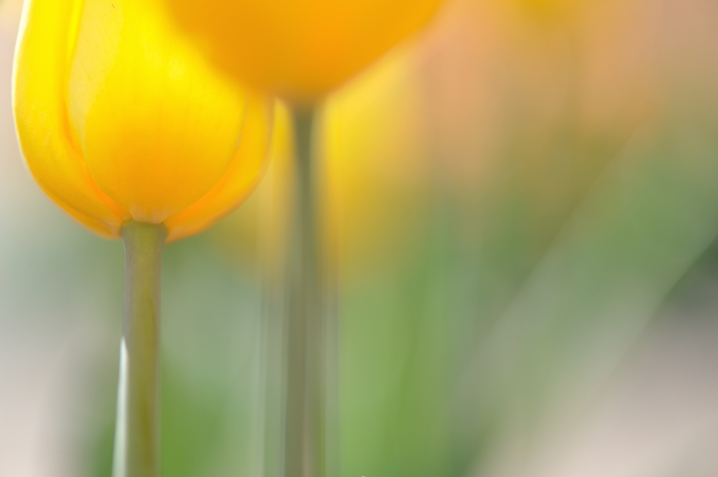 Language of flowers