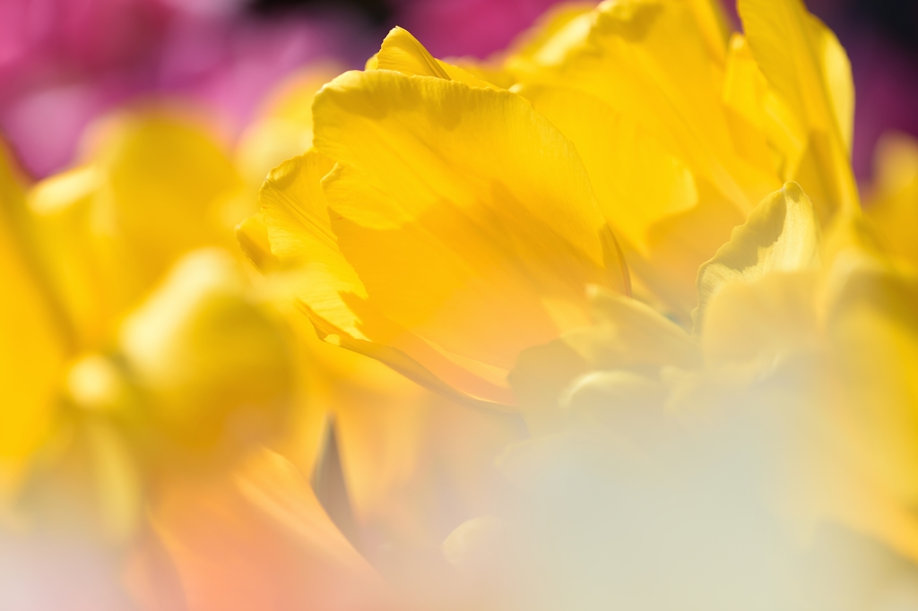 Shining yellow
