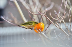 野鳥と蜜柑